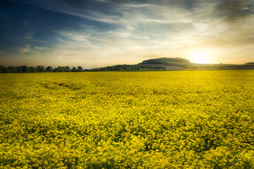 Rapeseed field. The concept of growing beautiful yellow rape flowers, great rape fields.