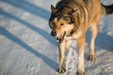 snow, winter, dog, fun, cute, park, canine, nature, pet, mammal, white, cold, animal, outdoors, black, funny, action, outdoor, happy, run, walk, breed, running, young, friendship, background, playing,