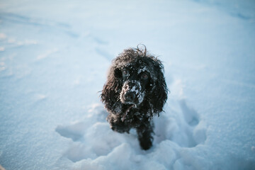 dog running in the snow