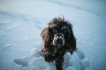 dog running in the snow