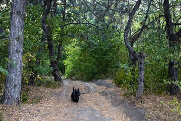 Fototapeta na wymiar Shady path in the green forest. Healthy outdoor walks