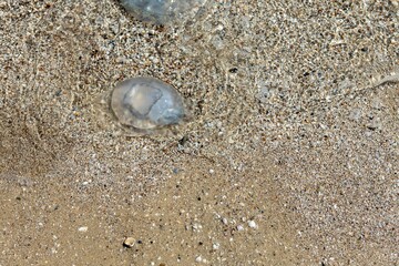 Many transparent jellyfish in the coastal waters of the sea. Danger of bathing