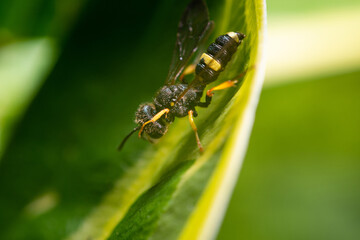 Black and yellow fly. Macro photography, close-up of a fly on a stem and a flower. Insect concept.