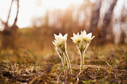Close up of flowers blooming in forest