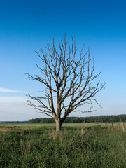 Withered lonely tree in the field