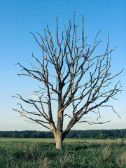 Withered lonely tree in the field