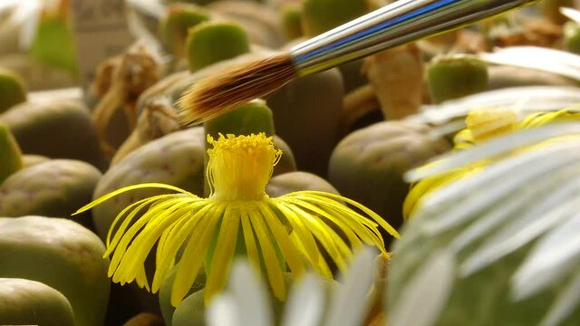 Pollination with a brush of a flower of the African plant (Lithops sp.)
