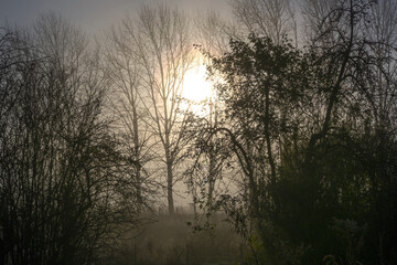 Rural landscape with sunrise in the dark gray morning mist and bare trees silhouettes