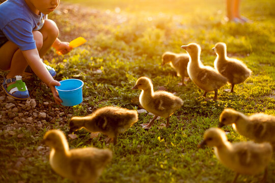 Mari boy feeding ducks on farm