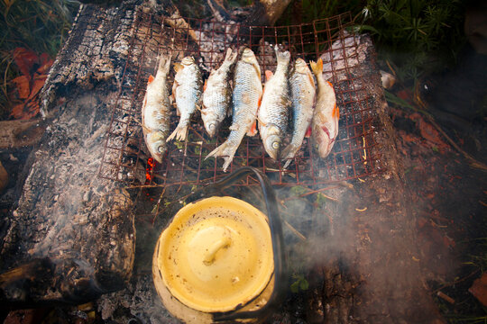 Fish grilling over campfire with dutch oven