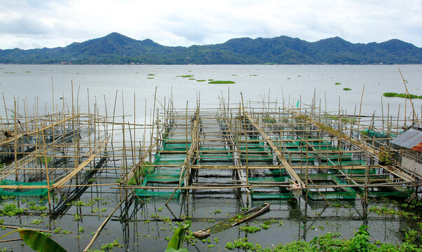 North Sulawesi, Indonesia, June 17, 2015. Freshwater culture cages are built by residents along the outskirts of Lake Tondano.