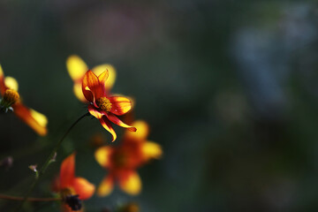 Fototapeta na wymiar Nahaufnahme von einer gelb-roten Blume vor dunklem Hintergrund im Garten