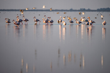 Fototapeta premium Siberian migrants having fun in Iranian waters