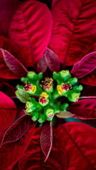red poinsettia close-up 
