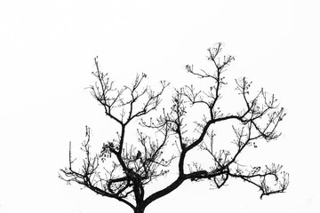 tree branches in autumn