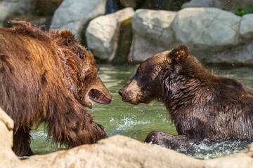 Two bears are playing in the water and water is spraying around them.
