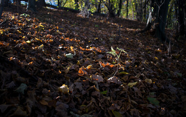 Obraz premium OAutumn leaves in a park