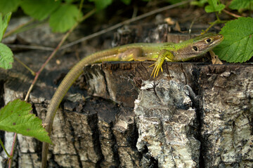 lizard on a tree,animal, lizard, green,nature,reptile, wildlife,