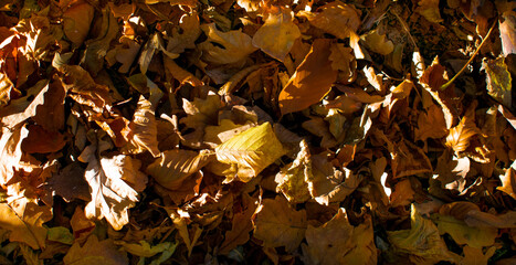 Orange-brown autumn leaves in sun