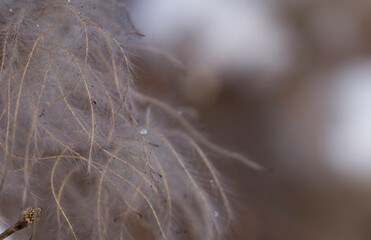 a fluffy, withered twig of a bush covered with soot particles in the foreground on a cold autumn day