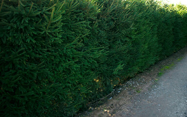 Spruce hedge. The best flants for a hedge