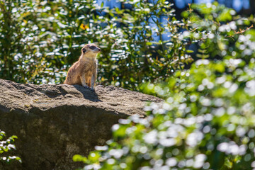 The meerkat stands on a stone and there are bushes around it
