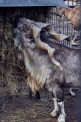 Markhor with large horns eats hay