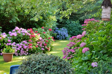 Beautiful hydrangeas in a garden
