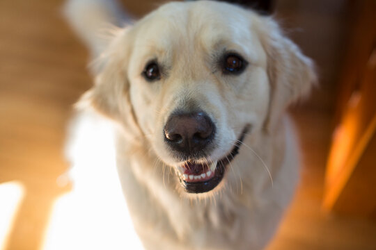 Portrait of smiling dog