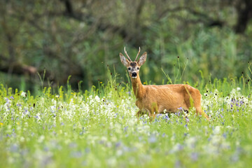 Naklejka na ściany i meble Young roe deer, capreolus capreolus, buck standing in tall green grass and sniffing with its nose on blooming meadow. Male mammal with orange fur and antlers between wildflowers with copy space.