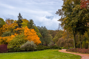 Autumn trees alley with colorful leaves in the park