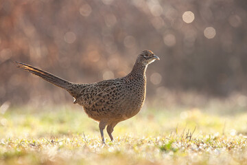 Alert common pheasant, phasianus colchicus, female standing on a green grass wet from dew in spring nature. Attentive wild hen looking into camera illuminated by sun on a meadow.