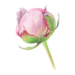Hand drawn watercolor Peony little bud. Can be used as a greeting card for background, birthday, mother's day