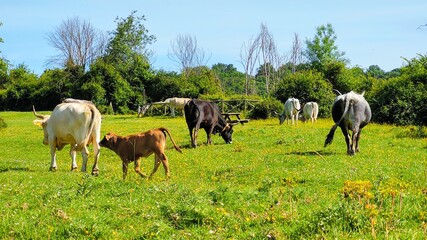 Naklejka na ściany i meble cows in the meadow