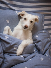 white cute puppy lies in bed on pillow covered with blanket, enjoys a pleasant moment. Good morning, positive, cosiness and comfort. sweet life of pets