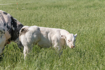 A white calf stands in the pasture next to its mother. in half body