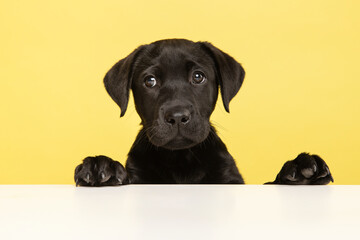 Portrait of a cute black labrador retriever puppy looking at the camera on a yellow background with it paws on a white table