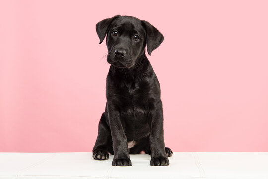 Cute black labrador retriever puppy looking at the camera on a pink background sitting on a white couch - Powered by Adobe