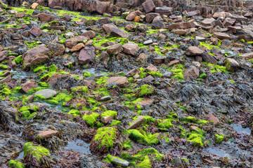 Green mossy stones close up natural view.