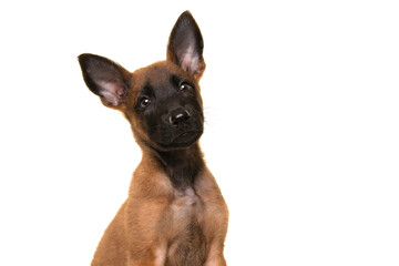 Portrait of a belgian shepherd or Malinois dog puppy looking at the camera on a white background