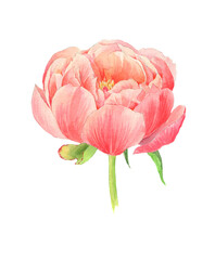 Hand drawn watercolor summer big Peony flower. Can be used as a greeting card for background, birthday, mother's day