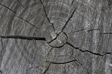 Old Wood Tree Rings Texture. Blackened cut of a tree.