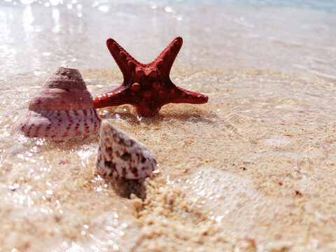 seashells on the sea sand on a summer beach in the sea.