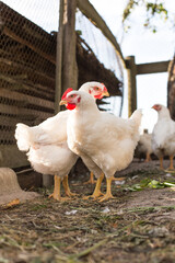 Free range domestic chicken broiler