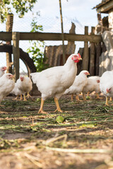 Free range domestic chicken broiler