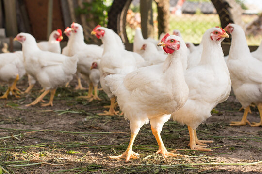 Free range farm young chicken broiler