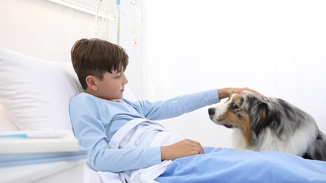 dog therapy, llonely and sick child lying in hospital bed is cheered by the happiness of the dog
