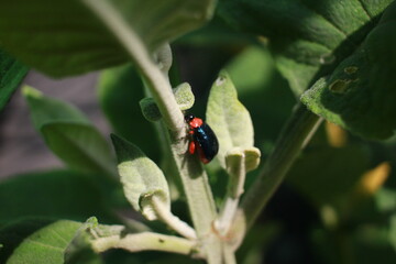 Insecto