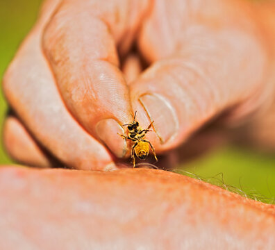 Beekeeper holding honey bee