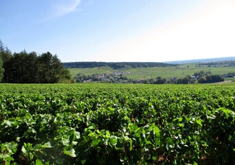 Fototapeta na wymiar Paysage vert de vignoble bourguignon 